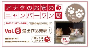 アナタのお家のニャンバーワン展