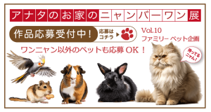 アナタのお家のニャンバーワン展